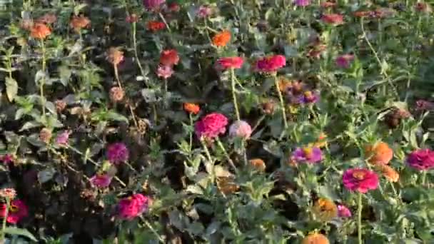 Mooie bloemen in de tuin — Stockvideo