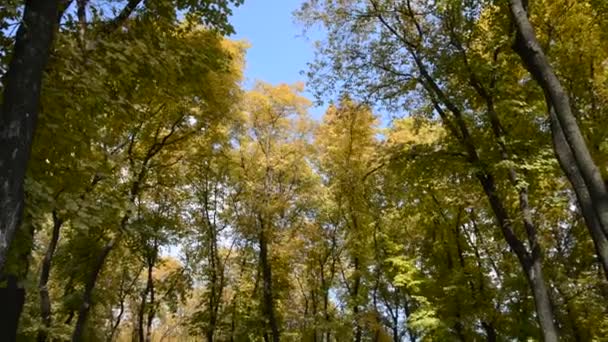 Paysage d'automne
