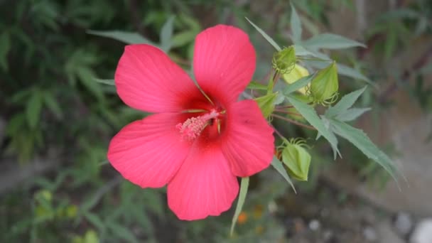 Beautiful pink hibiscus in the garden — Stock Video