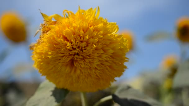 Ours en peluche de tournesol décoratif contre le ciel bleu — Video