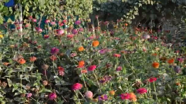 Hermosas flores en el jardín — Vídeo de stock