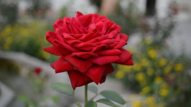 Rote Rose im Garten — Stockvideo