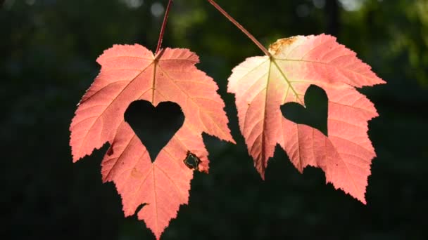 Deux feuilles d'automne avec coeur — Video