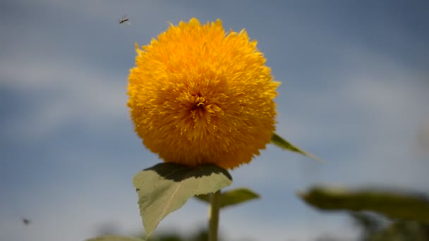 Decorative sunflower teddy bear against the blue sky — Stock Video