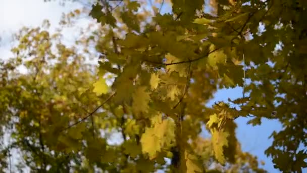 Autumn landscape — Stock Video