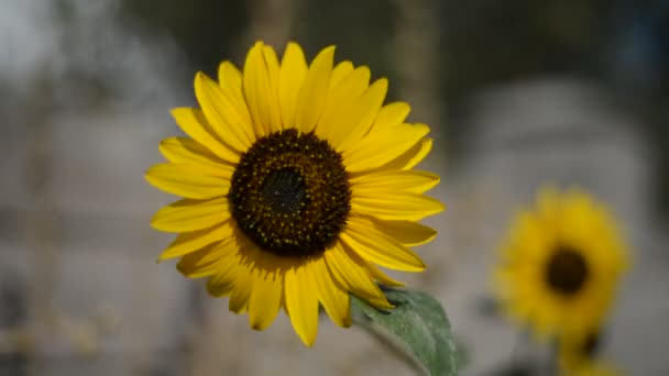 Slunečnice v poli a včely — Stock video