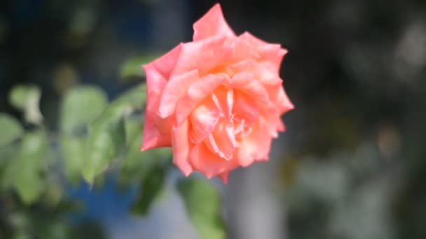 Roze roos in de tuin — Stockvideo