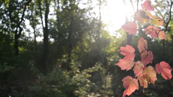 Branches d'automne avec feuilles 