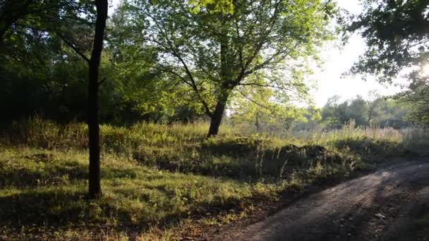 le sentier dans la forêt