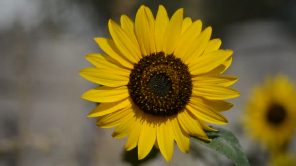 Schöne Sonnenblume auf dem Feld — Stockvideo