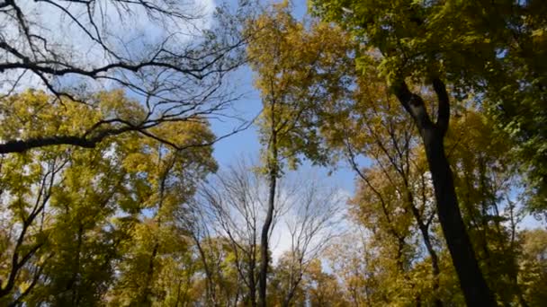 Autumn landscape — Stock Video