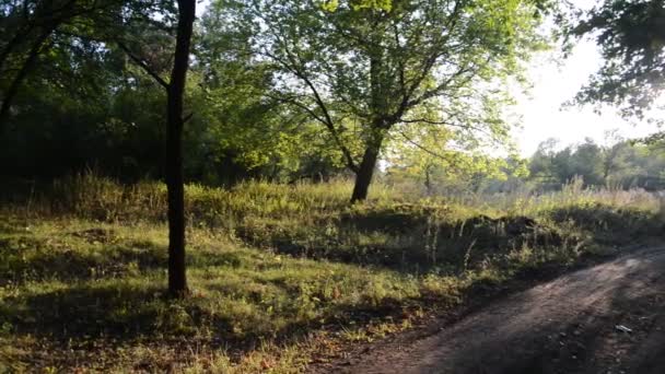 le sentier dans la forêt