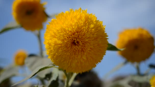 Decoratieve zonnebloem teddybeer tegen de blauwe hemel — Stockvideo