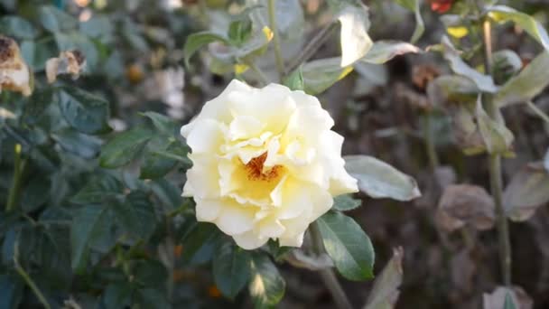 Rosa branca no jardim — Vídeo de Stock