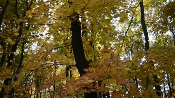 Herfstlandschap — Stockvideo