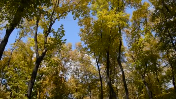 Autumn landscape — Stock Video