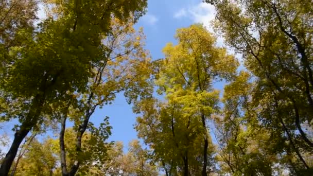 Paesaggio d'autunno — Video Stock