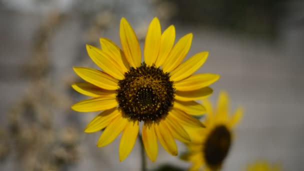 Beautiful sunflower in the field — Stock Video