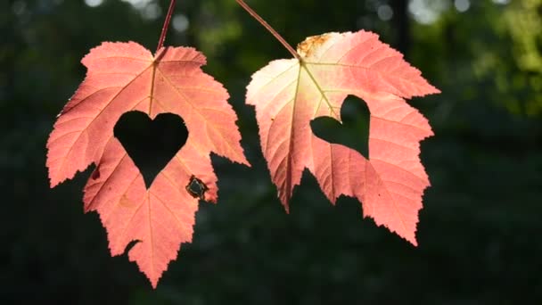 Zwei Herbstblätter mit Herz — Stockvideo
