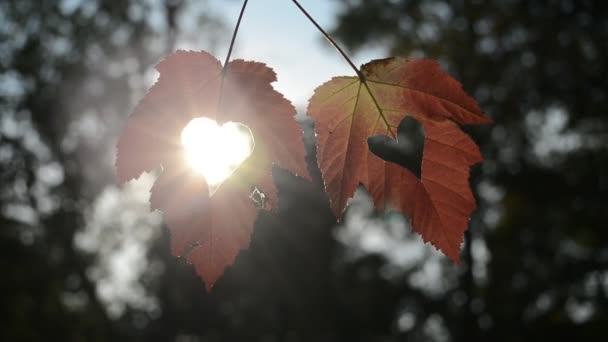 Δύο φύλλα φθινοπώρου με καρδιά — Αρχείο Βίντεο