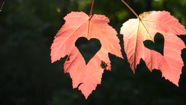 Two autumn leaves with heart — Stock Video