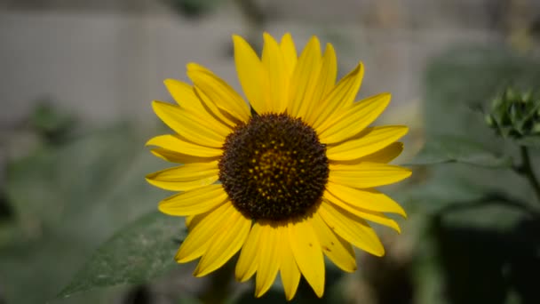 Schöne Sonnenblume auf dem Feld — Stockvideo