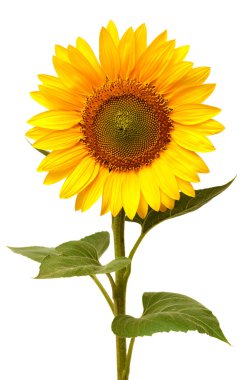 Ayçiçeği