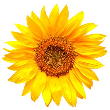 Sunflower clipart