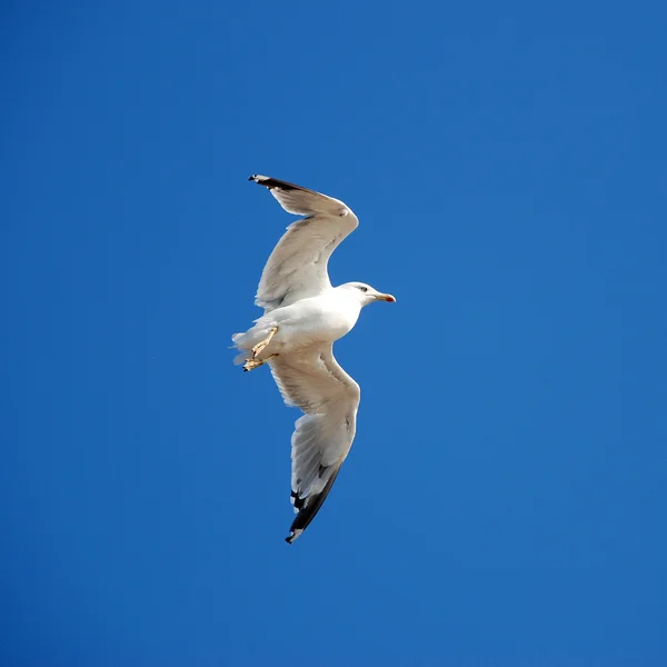 Hermosa gaviota —  Fotos de Stock