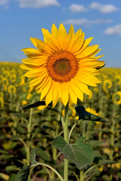 Mooie zonnebloemen — Stockfoto