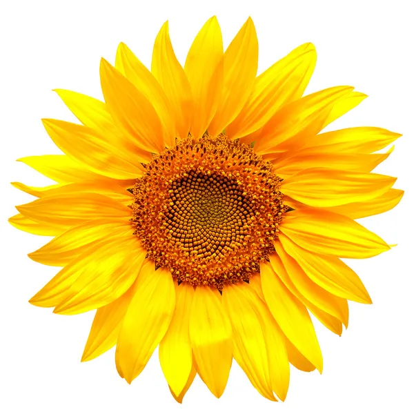 Sunflower — Stock Photo, Image