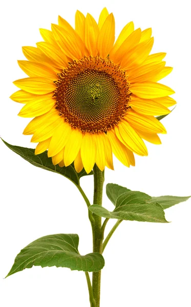 Girasole — Foto Stock