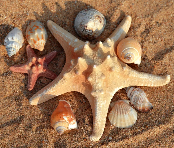 Starfish — Stock Photo, Image