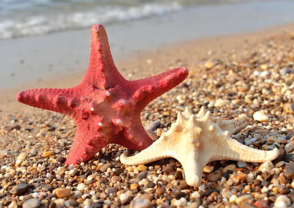 Zeesterren — Stockfoto