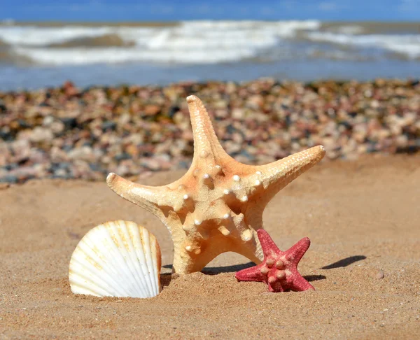 Peixe-estrela — Fotografia de Stock