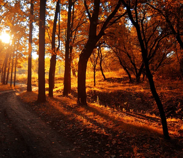 Herbst — Stockfoto