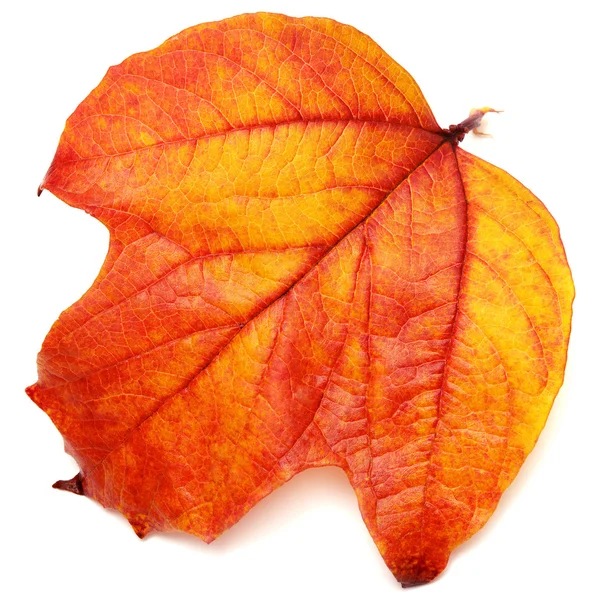 Röda blad viburnum — Stockfoto