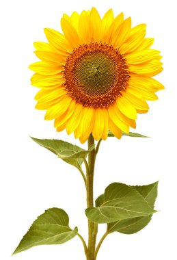 Ayçiçeği