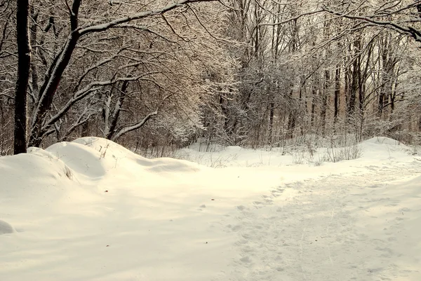 Winter landscape — Stock Photo, Image