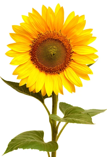 Girasole — Foto Stock