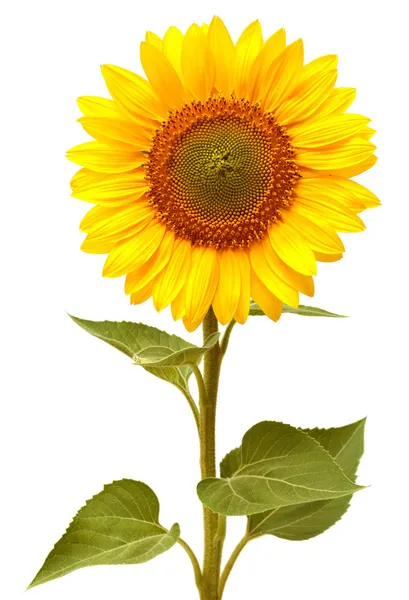 Girasole — Foto Stock