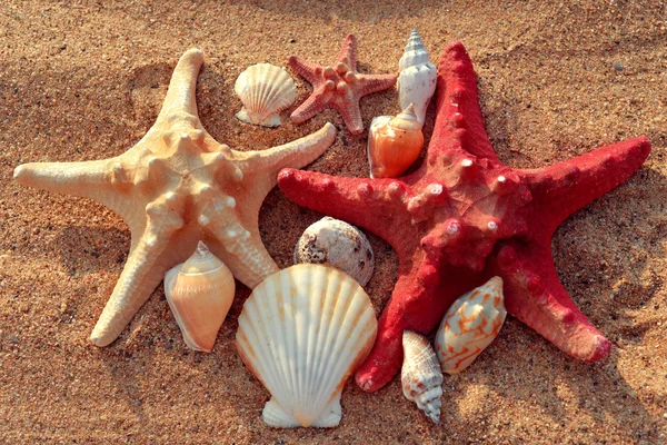 Starfish and shells — Stock Photo, Image