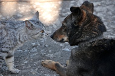köpek ve kedi