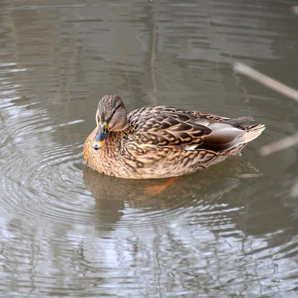 Un pato salvaje — Foto de Stock