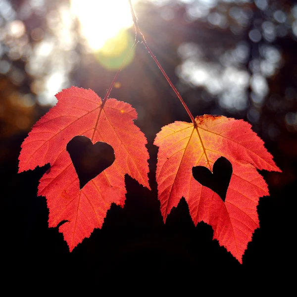 Dos hojas de otoño — Foto de Stock