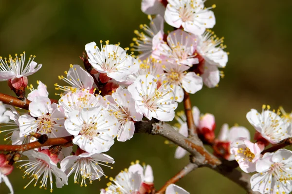 Flowering — Stock Photo, Image