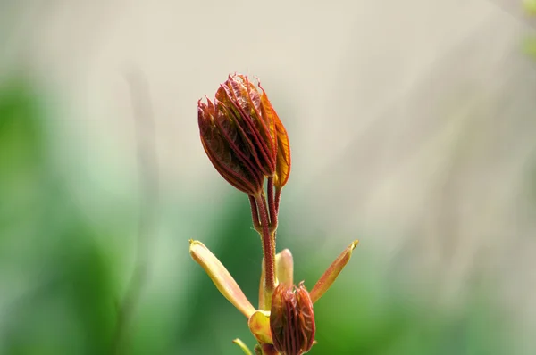 若い開花 — ストック写真