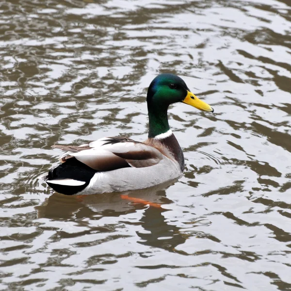 Eine Wildente — Stockfoto