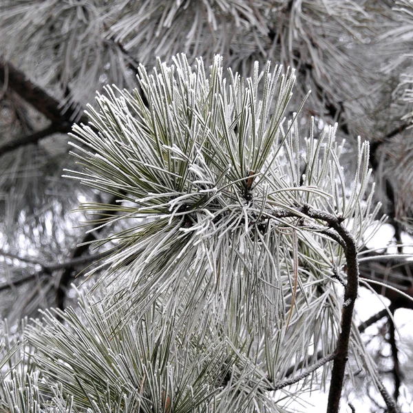 Pine branch — Stock Photo, Image