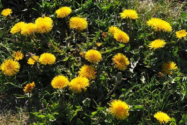 Yellow dandelions — Stock Photo, Image